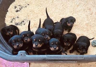 Uncle Henry S Free Puppies Off 75 Www Usushimd Com